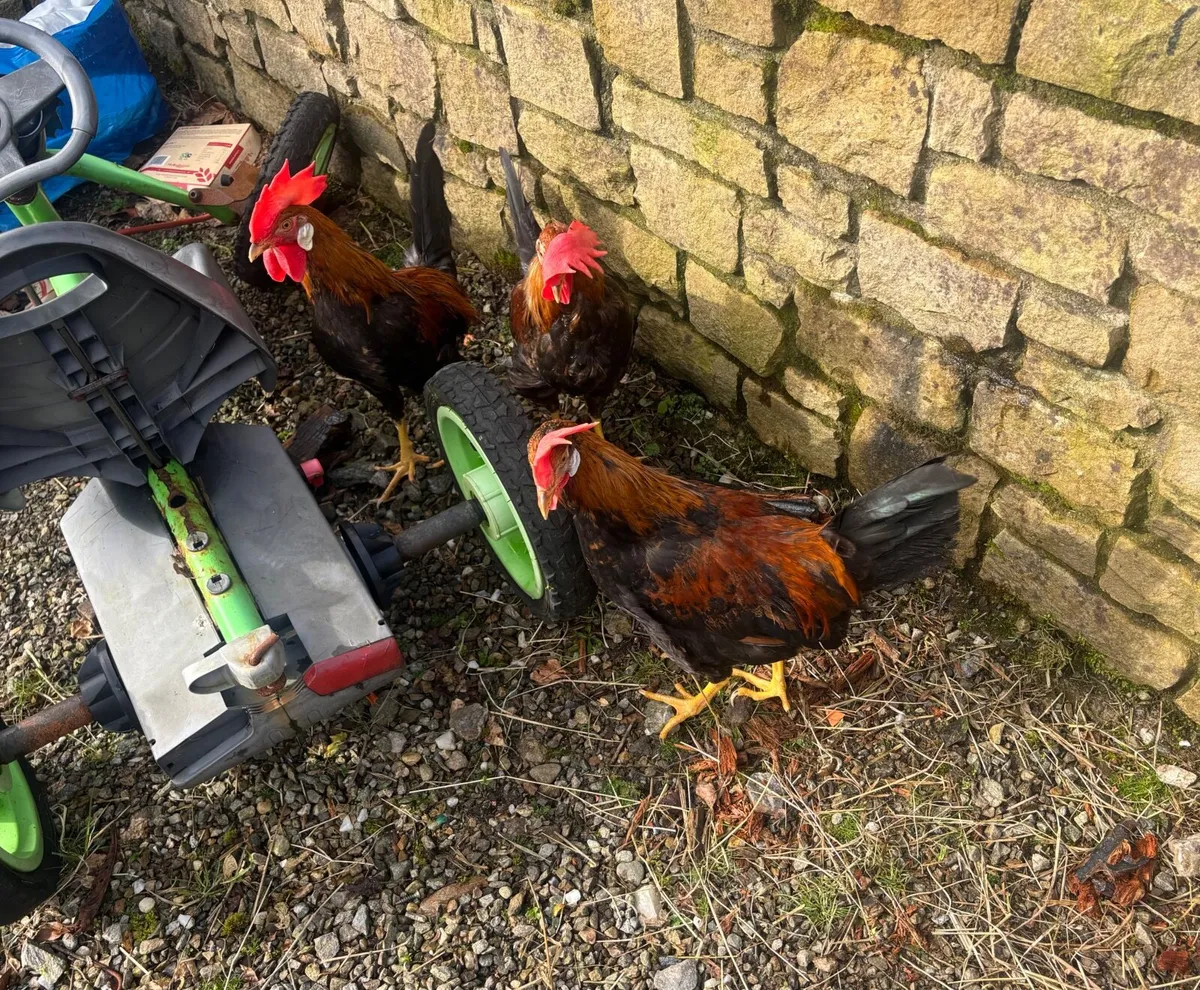 2 roosters - Image 2