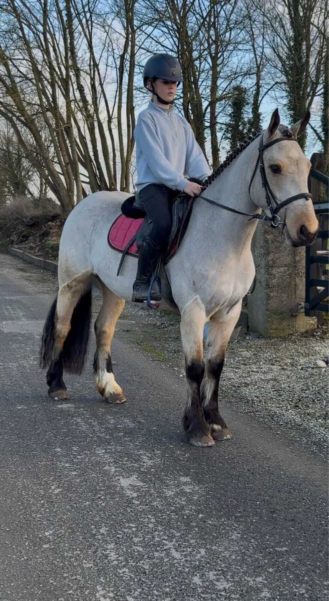 Lot 33 Gorsebridge Wednesday - Image 1