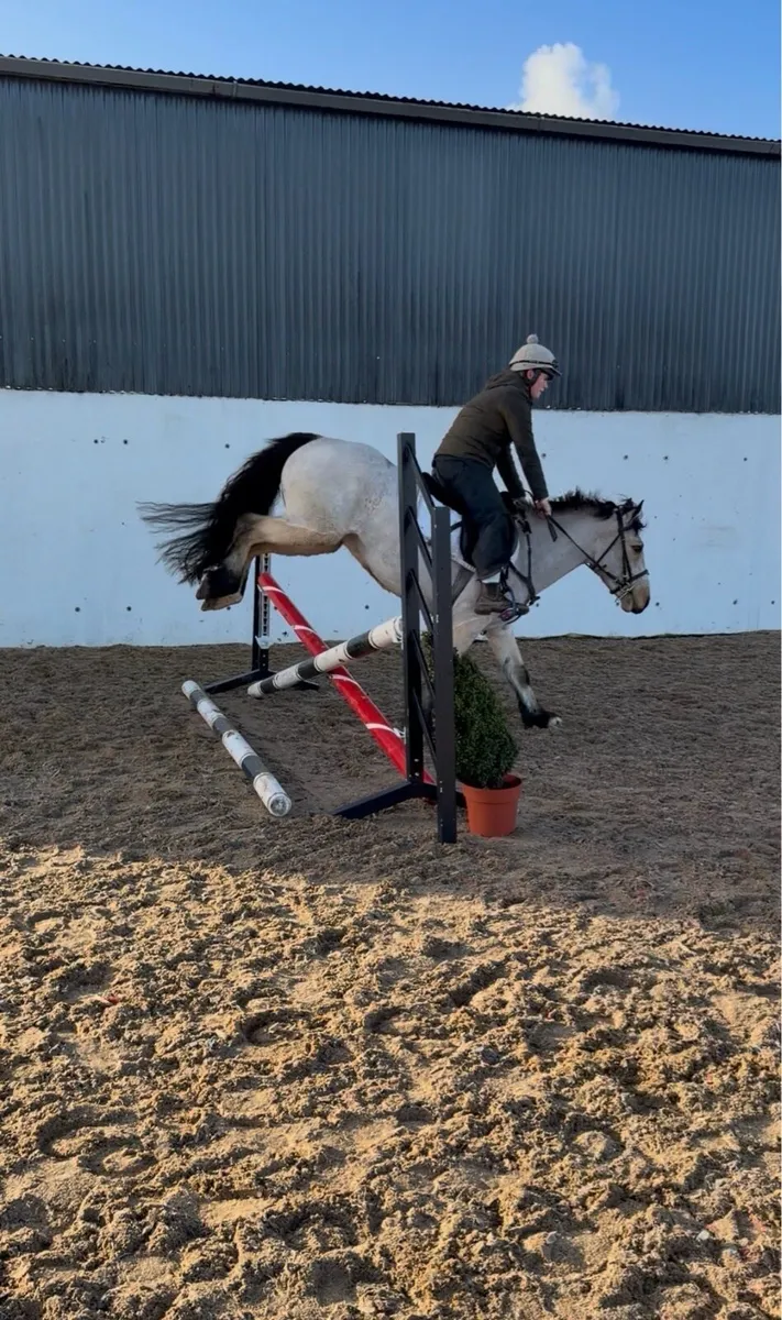 Lot 33 Gorsebridge Wednesday - Image 3