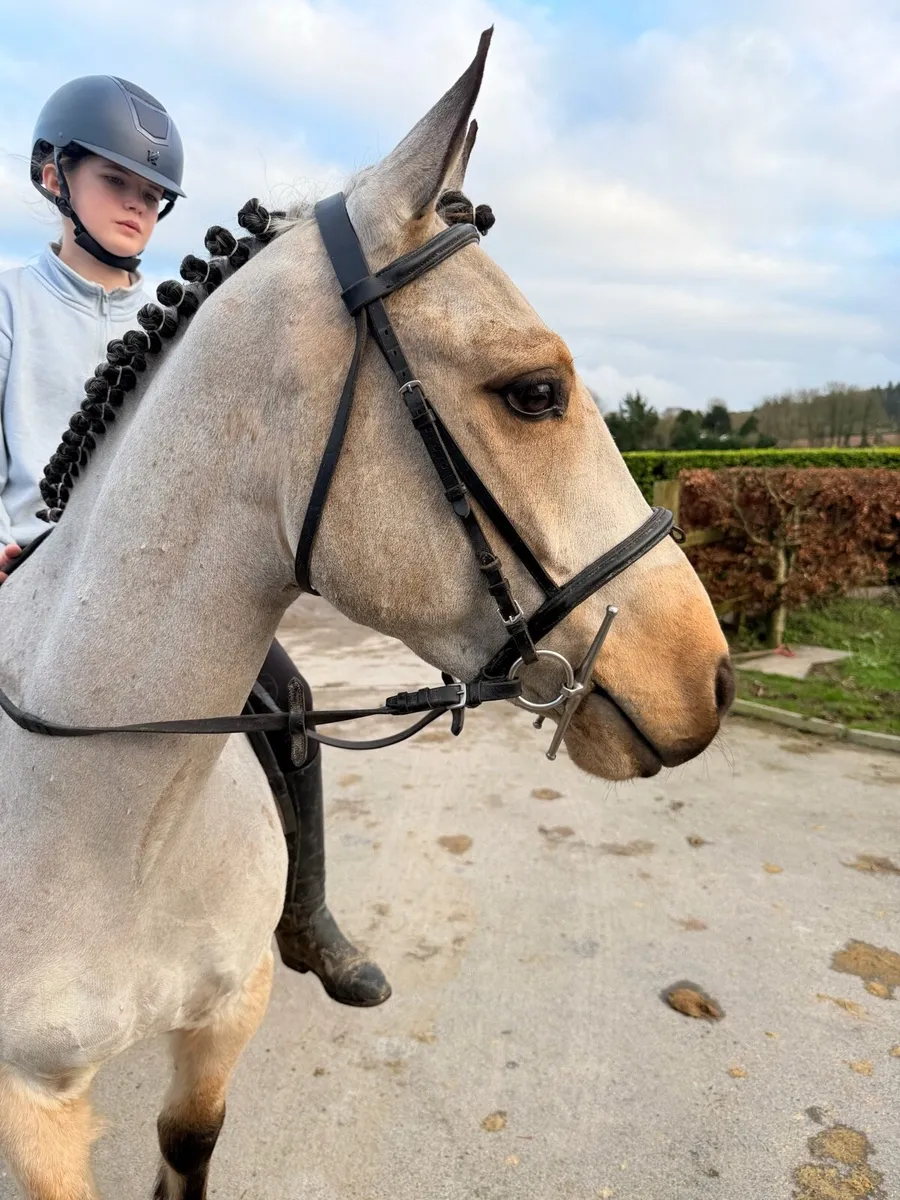 Lot 33 Gorsebridge Wednesday - Image 4