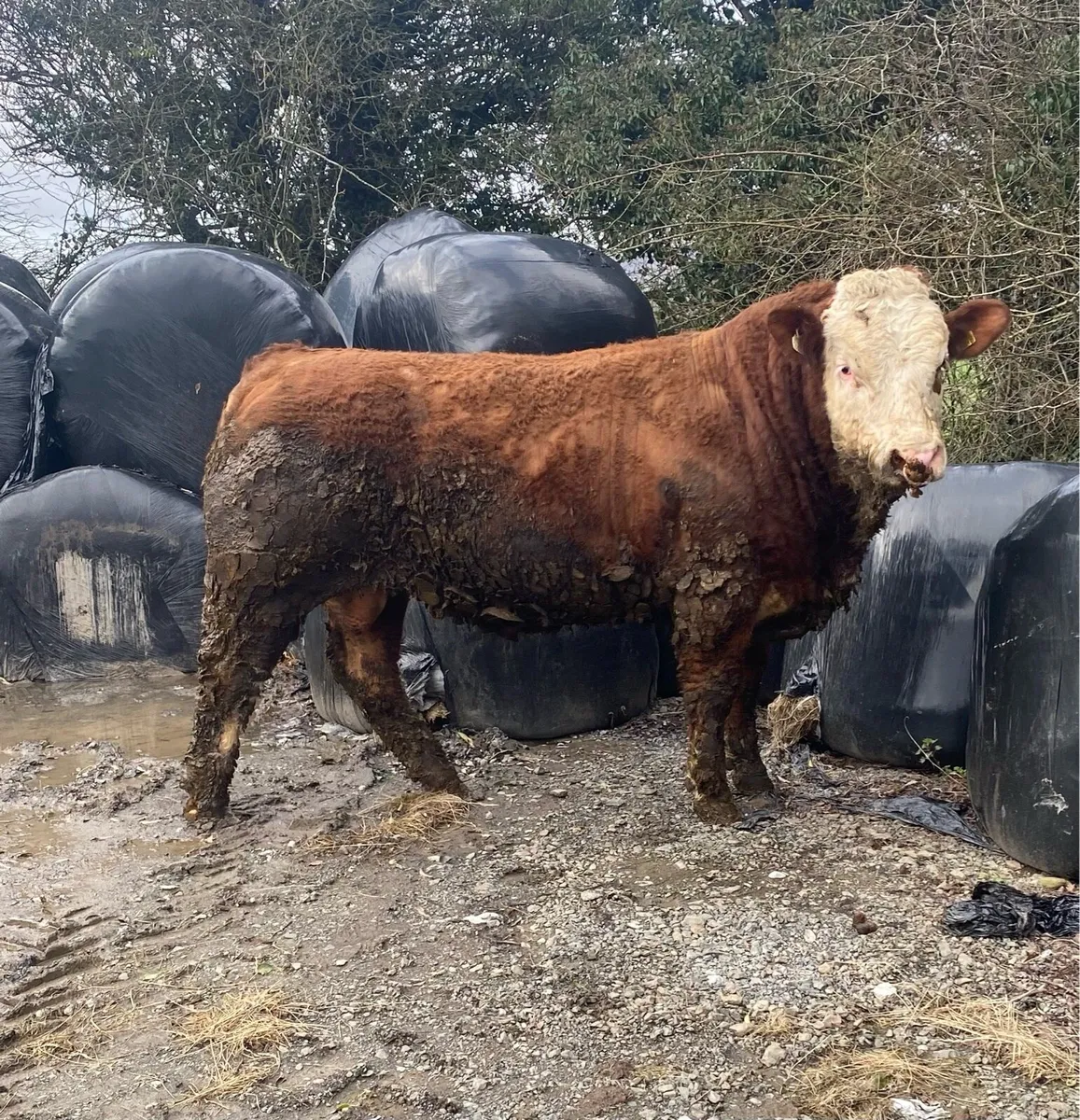 Pedigree Simmental Bull - Image 1