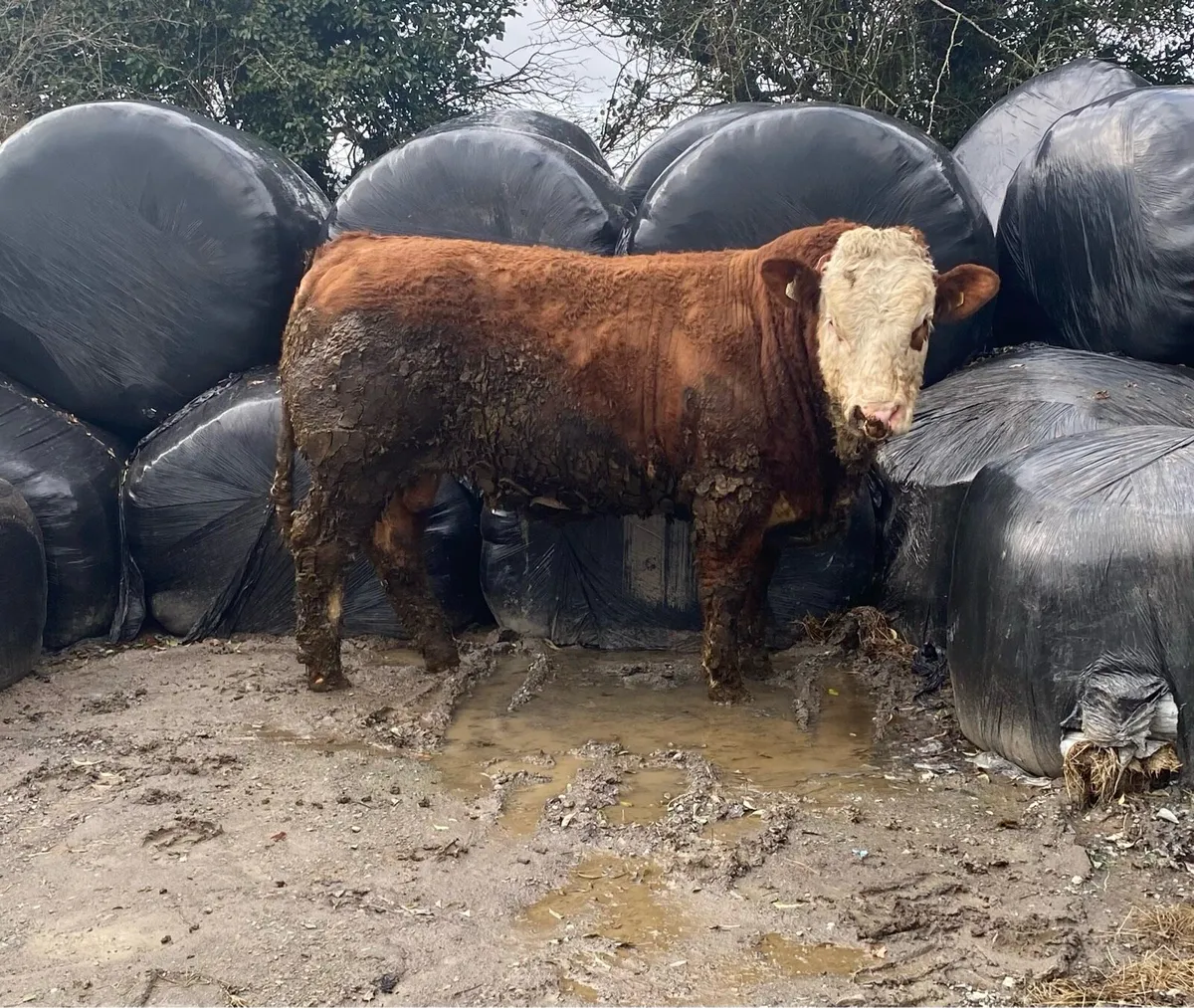 Pedigree Simmental Bull - Image 2