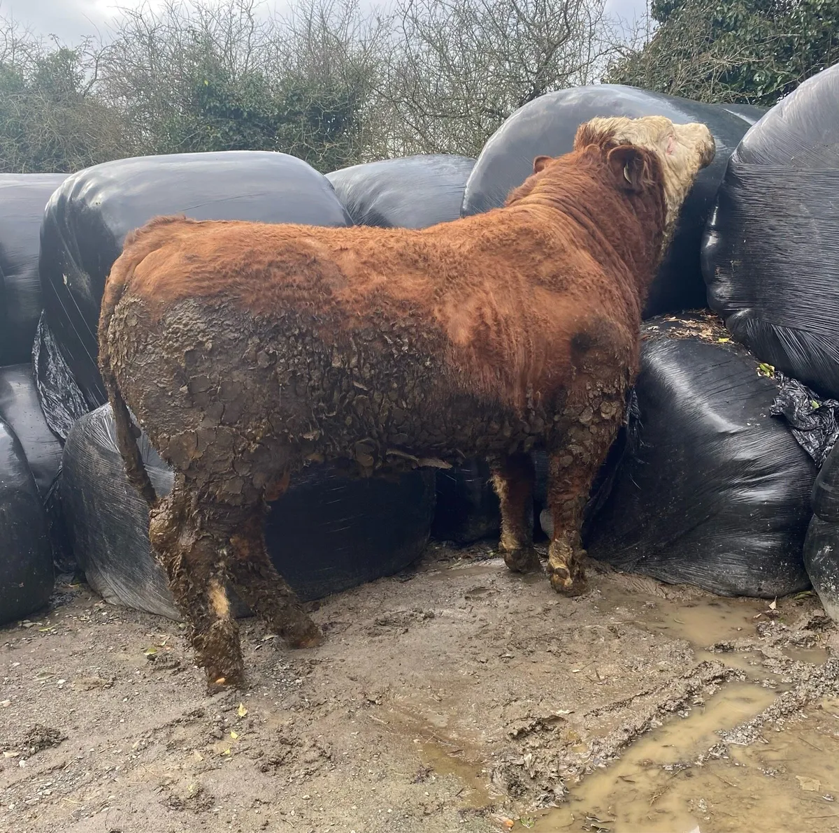 Pedigree Simmental Bull - Image 4