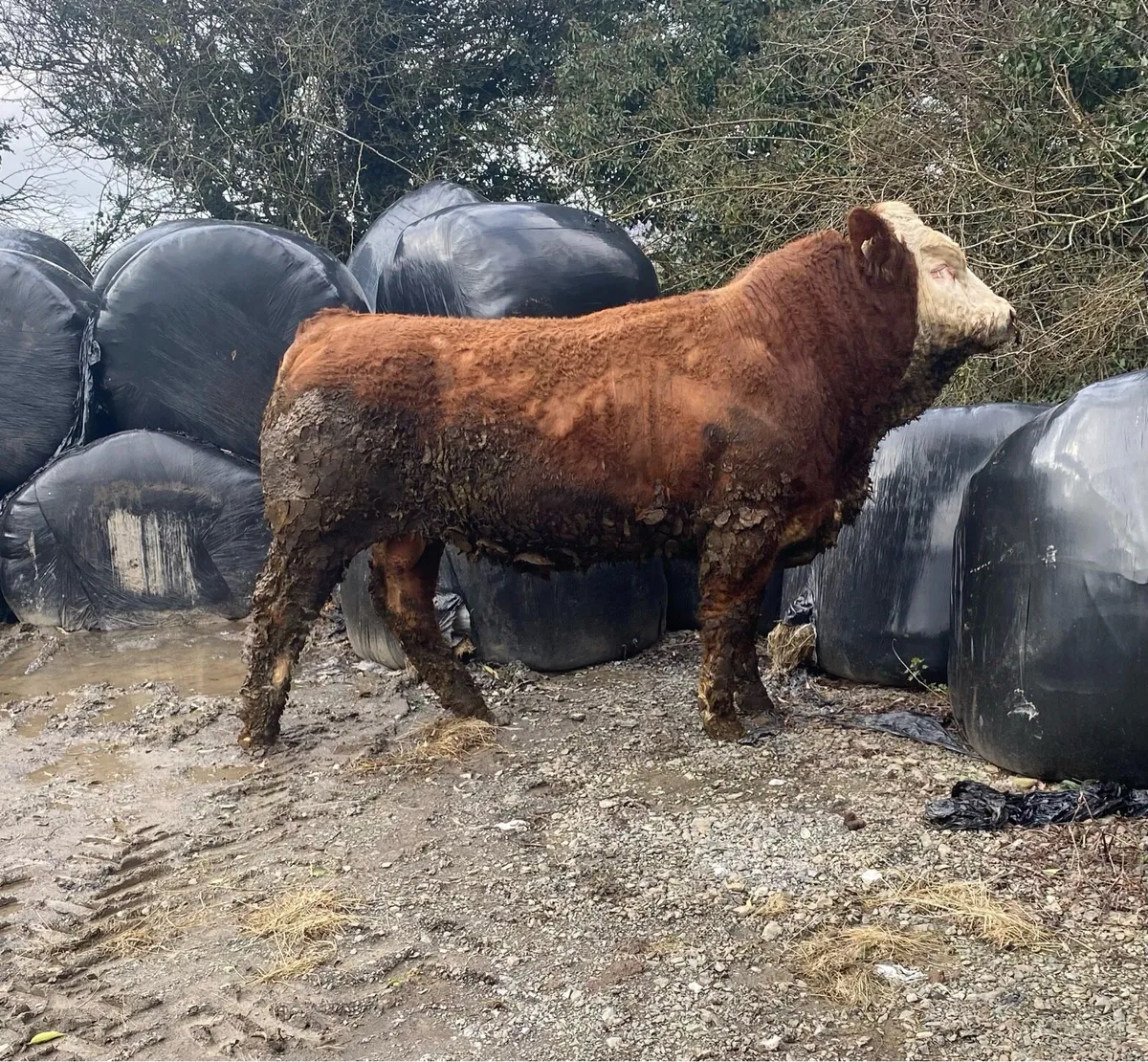 Pedigree Simmental Bull - Image 3