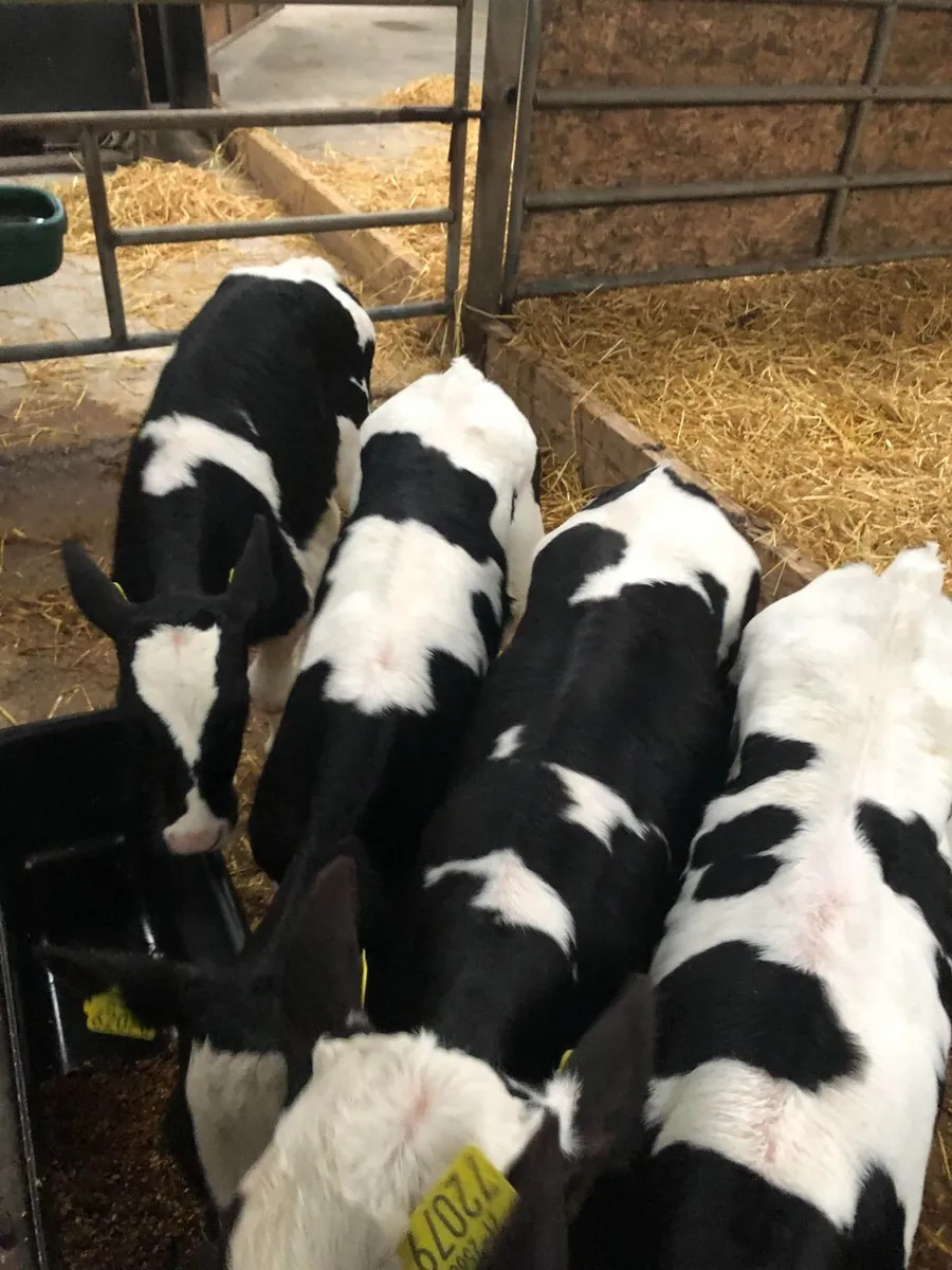 Friesian Heifer Calves - Image 2