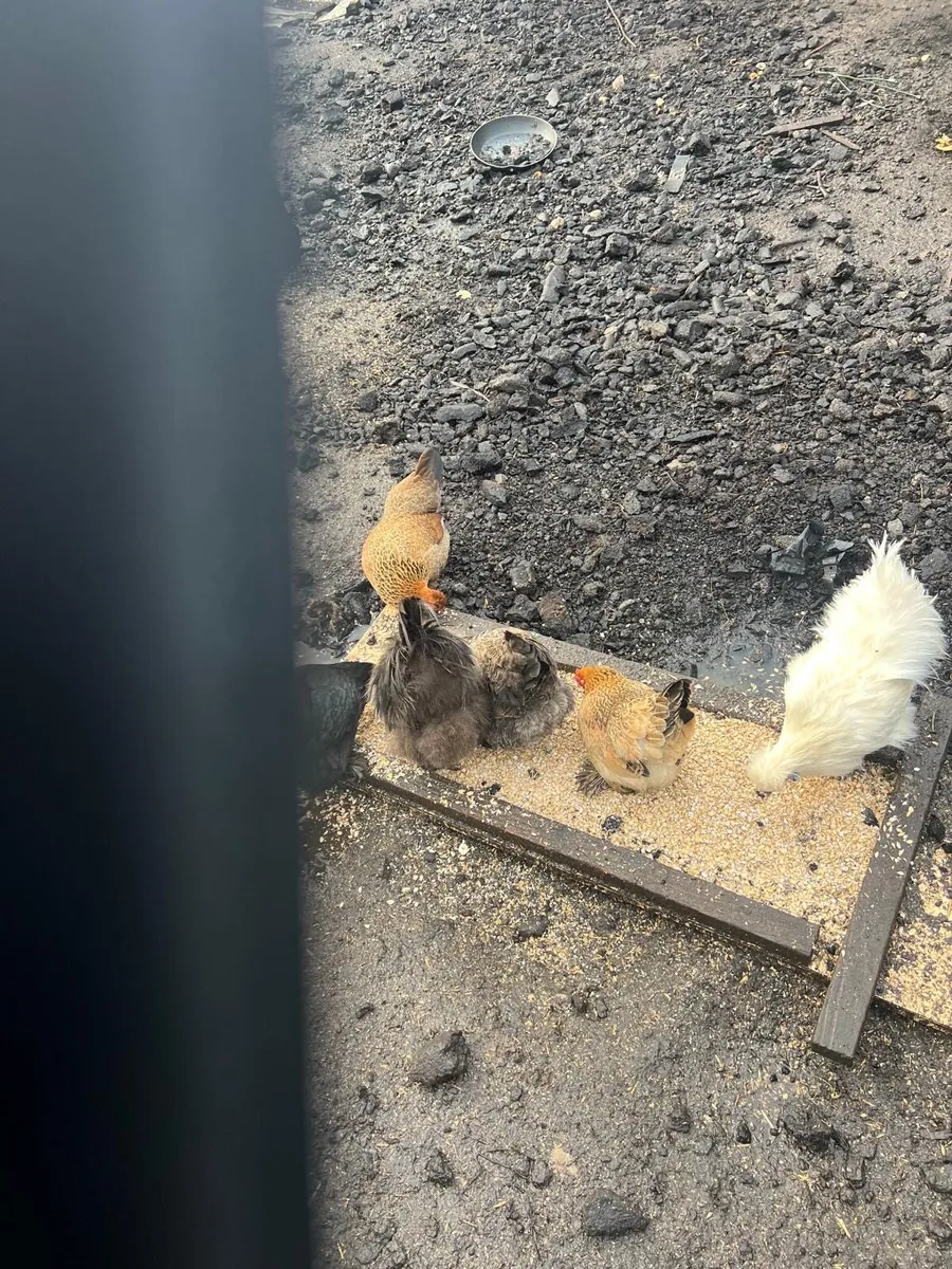 Silkie batums - Image 2