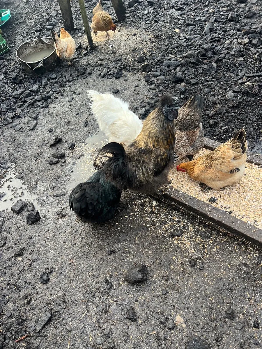 Silkie batums - Image 1