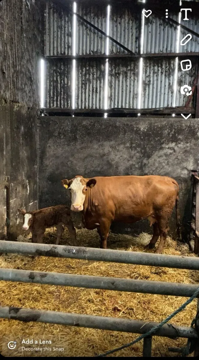 PBNR Simmental Bulling Heifer - Image 2