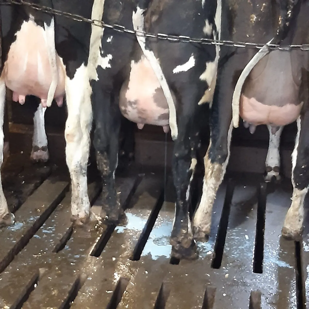 Freashly Calved Heifers - Image 1