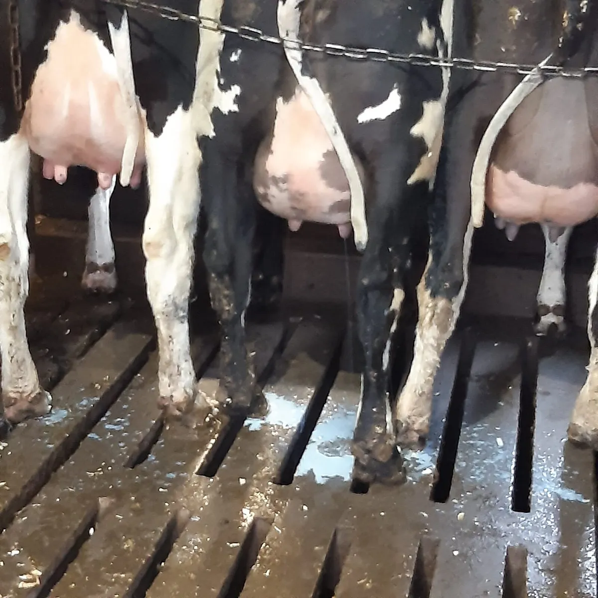 Freashly Calved Heifers - Image 2