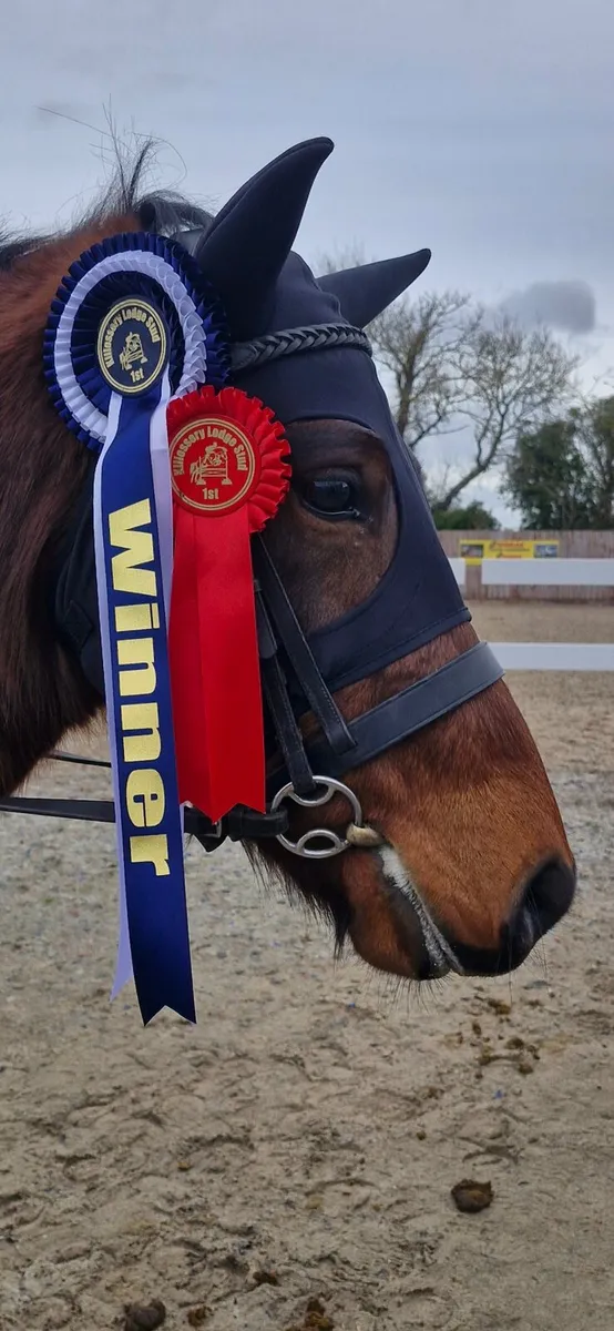 Sonas 5 year old connemara - Image 1