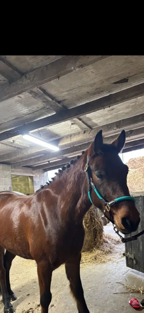 Sonas 5 year old connemara - Image 2