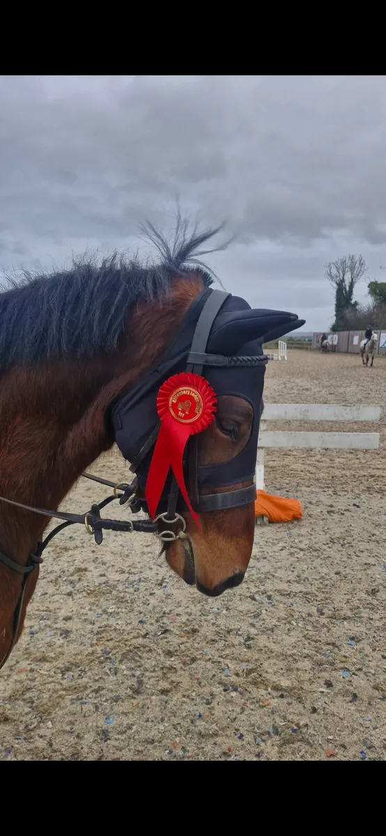 Sonas 5 year old connemara - Image 3