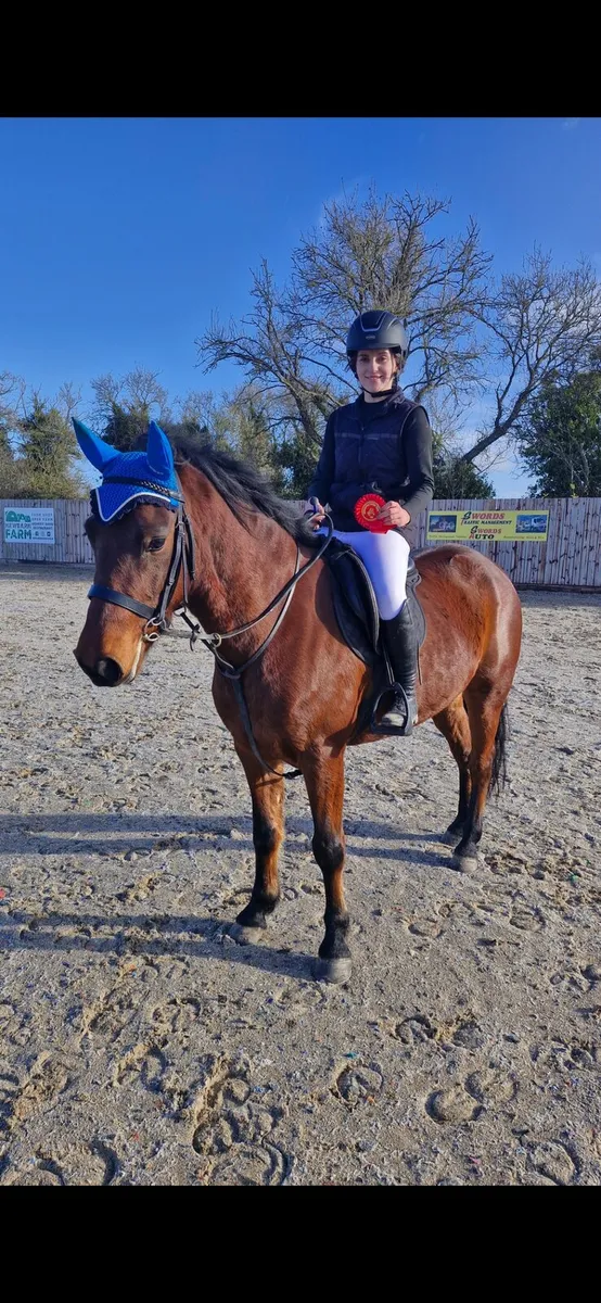 Sonas 5 year old connemara - Image 4