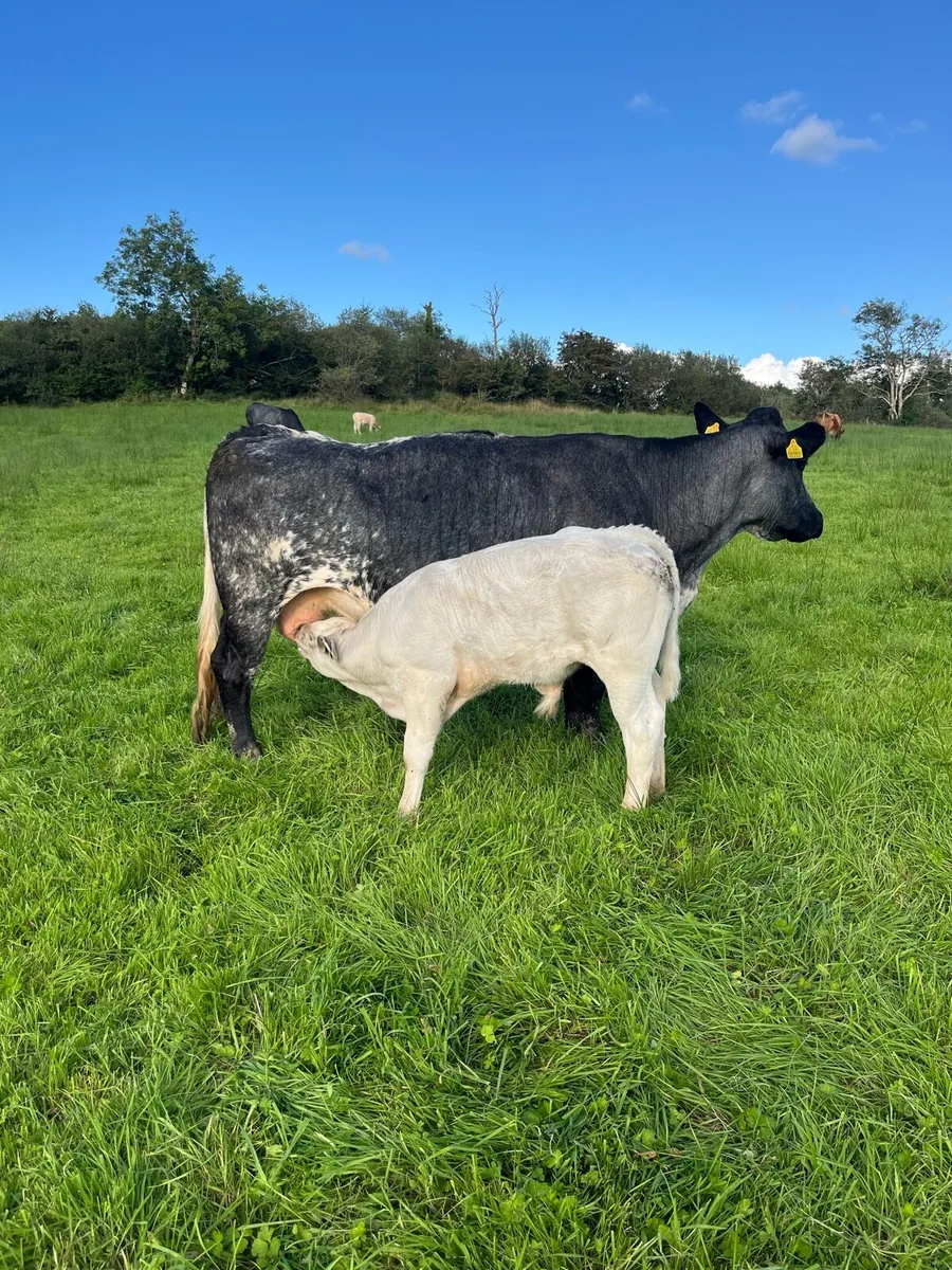 Wanted Land for Lease