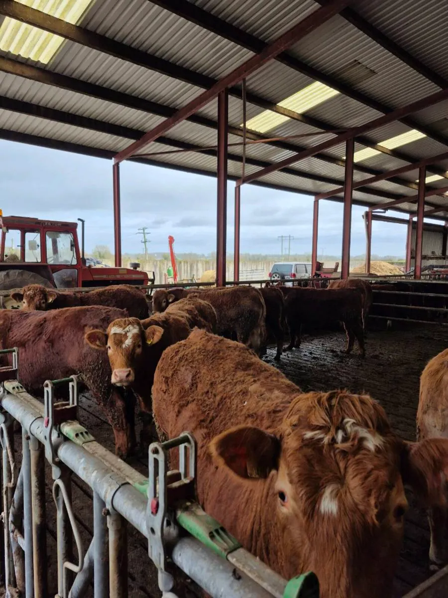 Lmx bullocks - Image 2