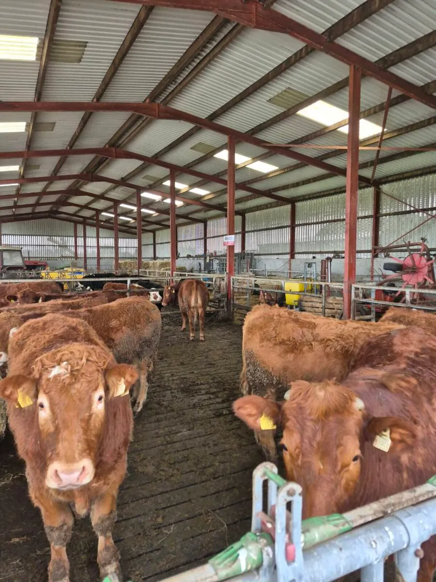 Lmx bullocks - Image 3