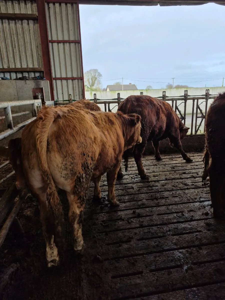 Lmx bullocks - Image 4