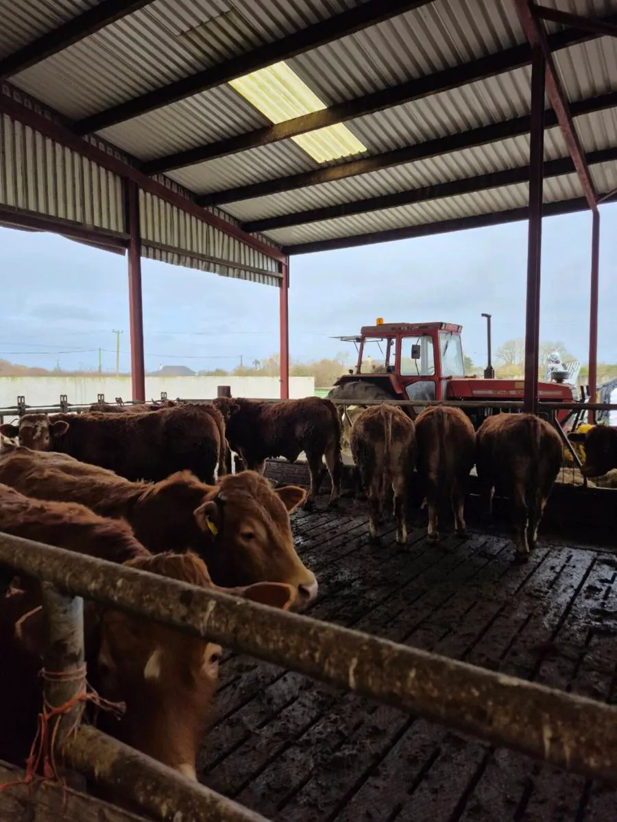 Lmx bullocks - Image 1