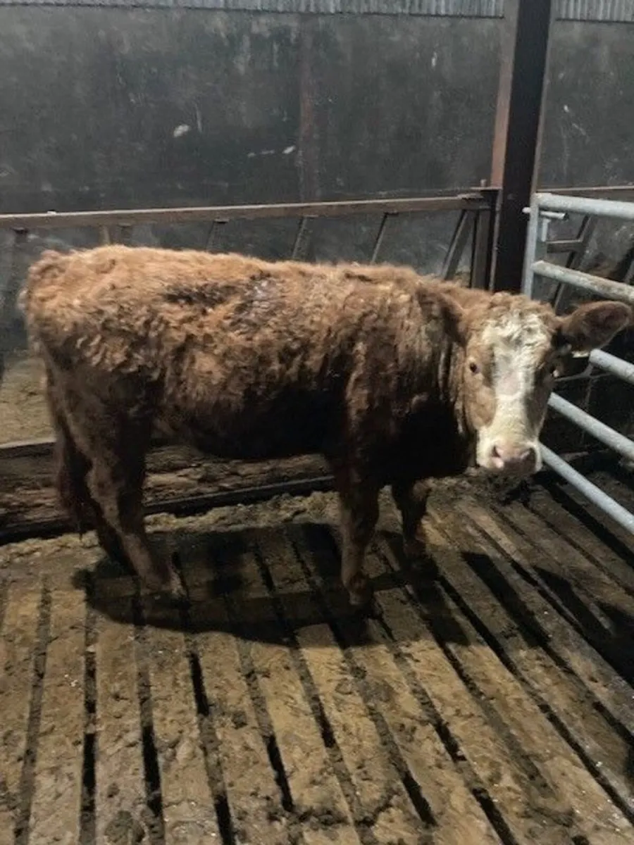 PBNR Simmental Bulling Heifer - Image 1