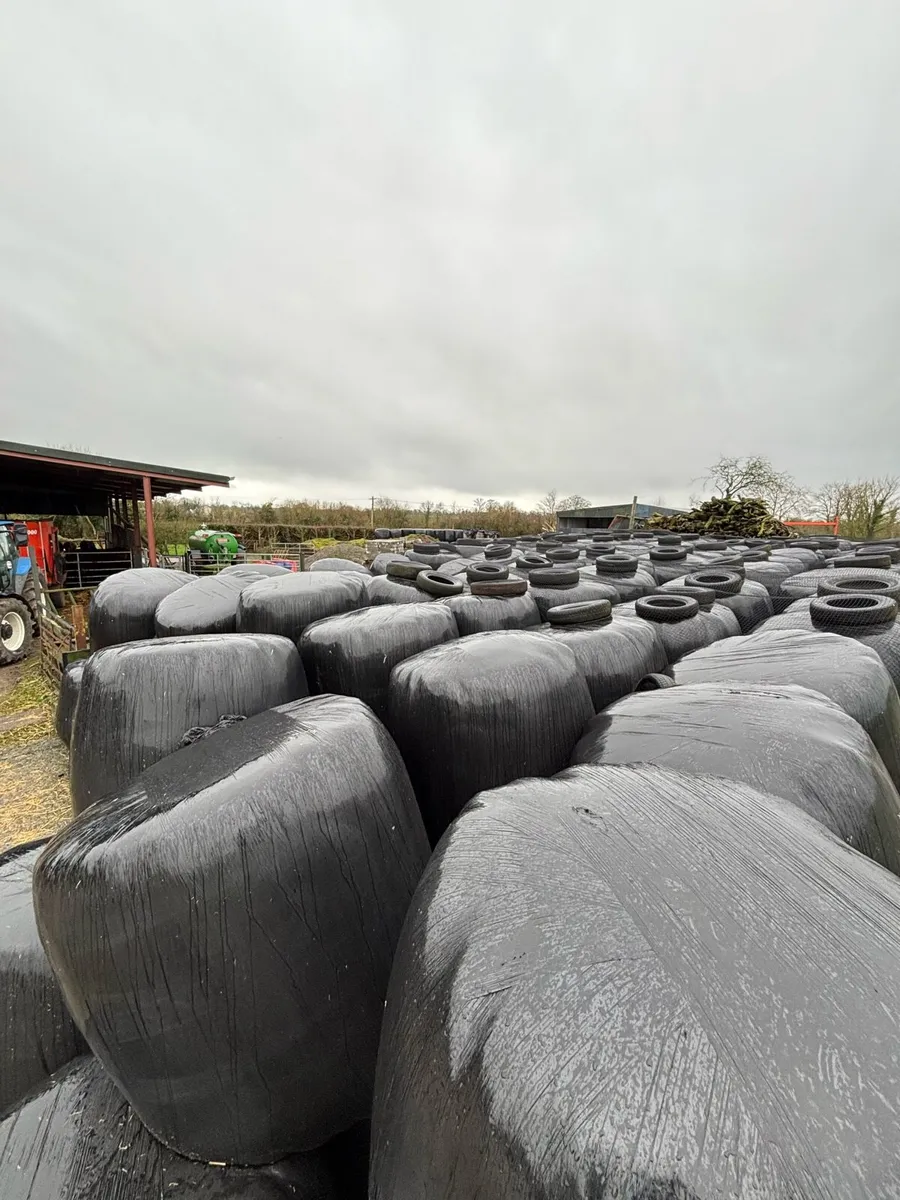 Quality Silage Bales - Image 1