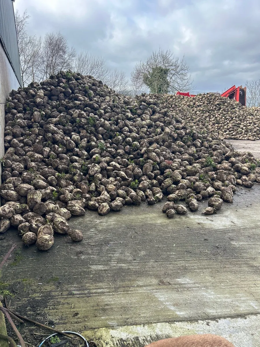 Enermax fodder beet for sale