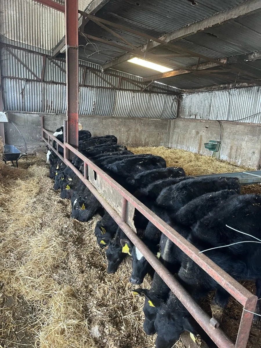 Autumn Born Angus Calves - Image 1