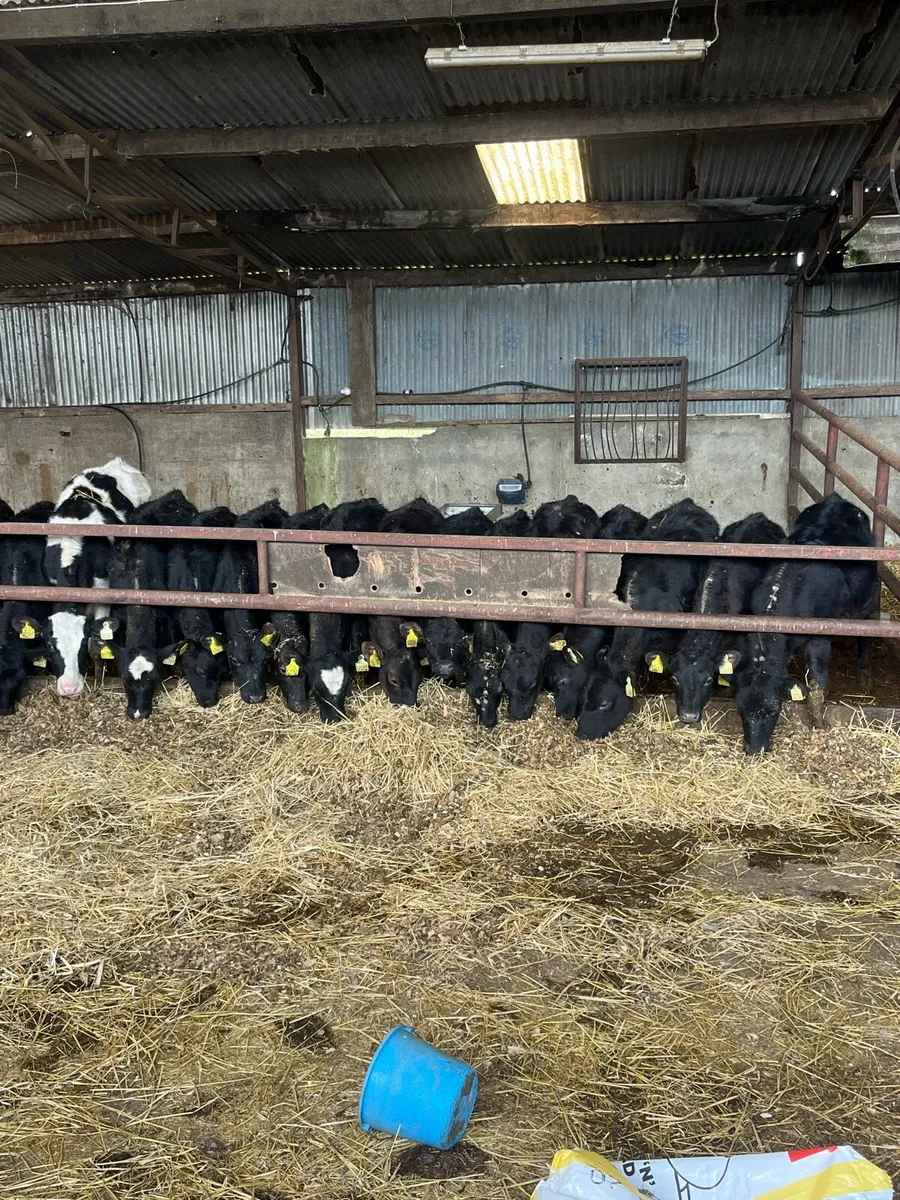 Autumn Born Angus Calves - Image 2