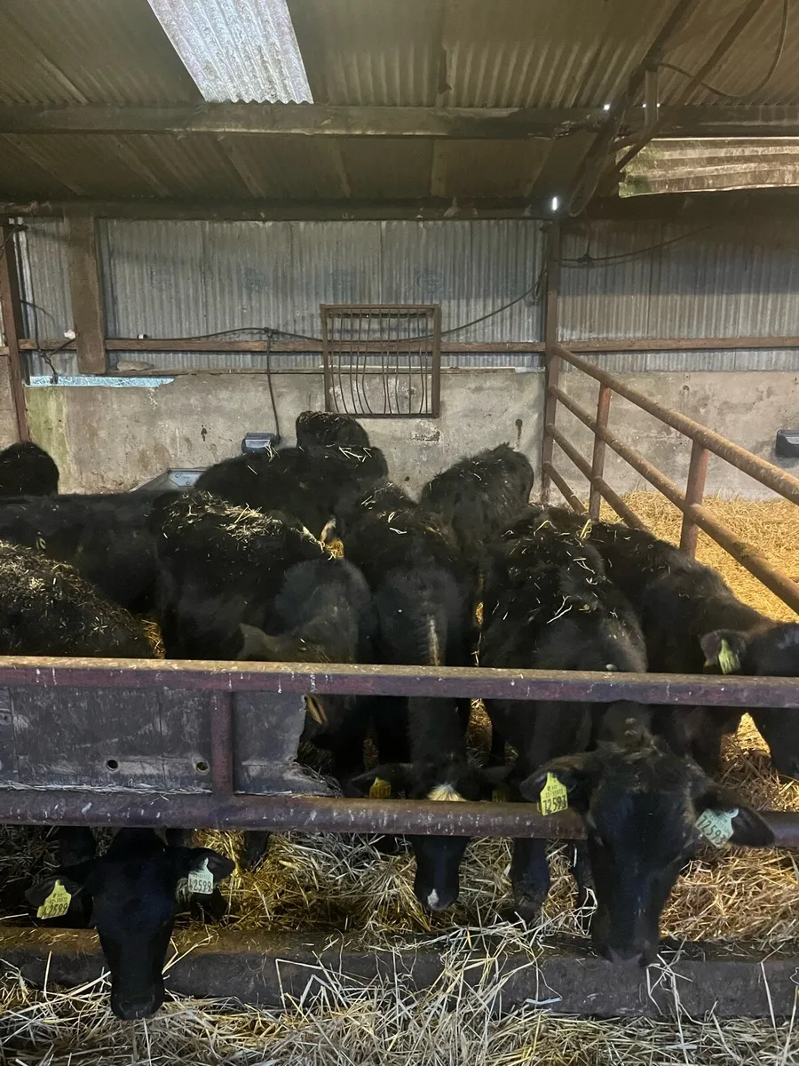 Autumn Born Angus Calves - Image 3