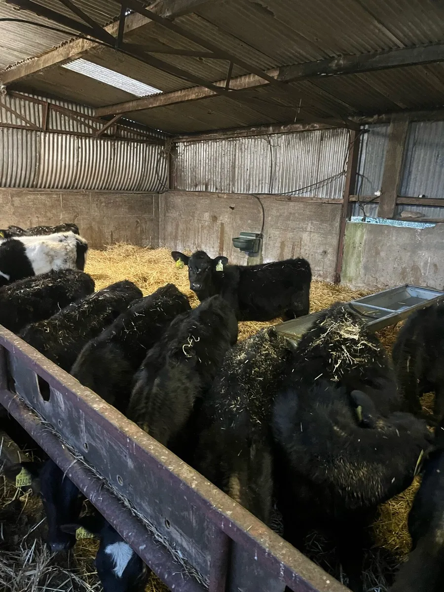 Autumn Born Angus Calves - Image 4