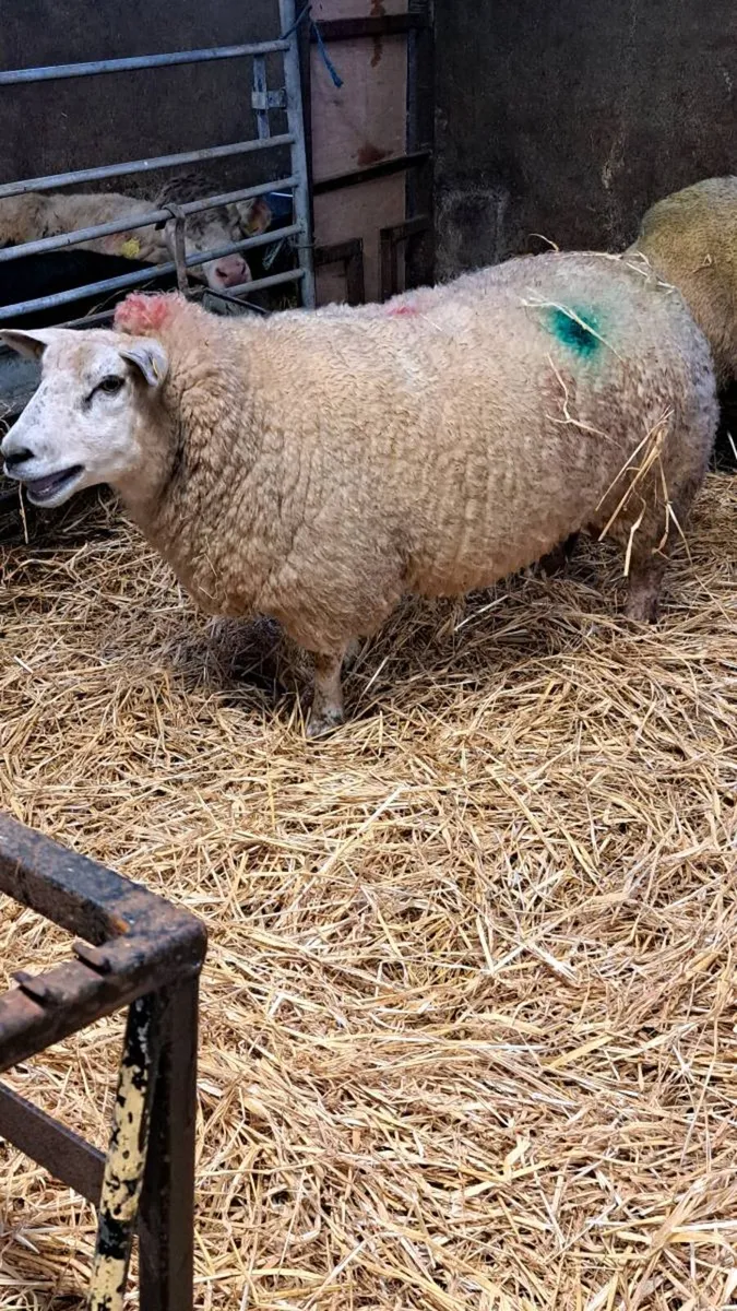 Foster ewe - Image 1