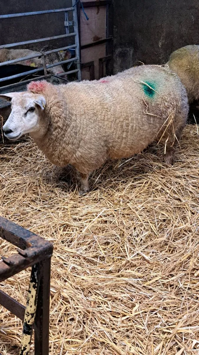 Foster ewe - Image 2
