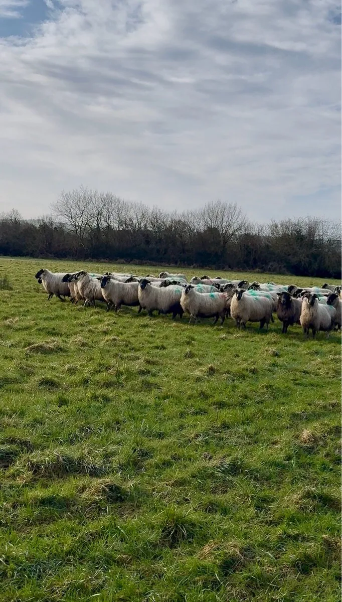 114 Ewes in Lamb
