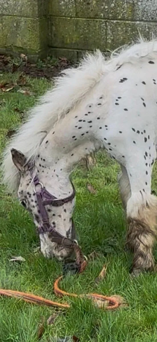 Spotted pony - Image 2