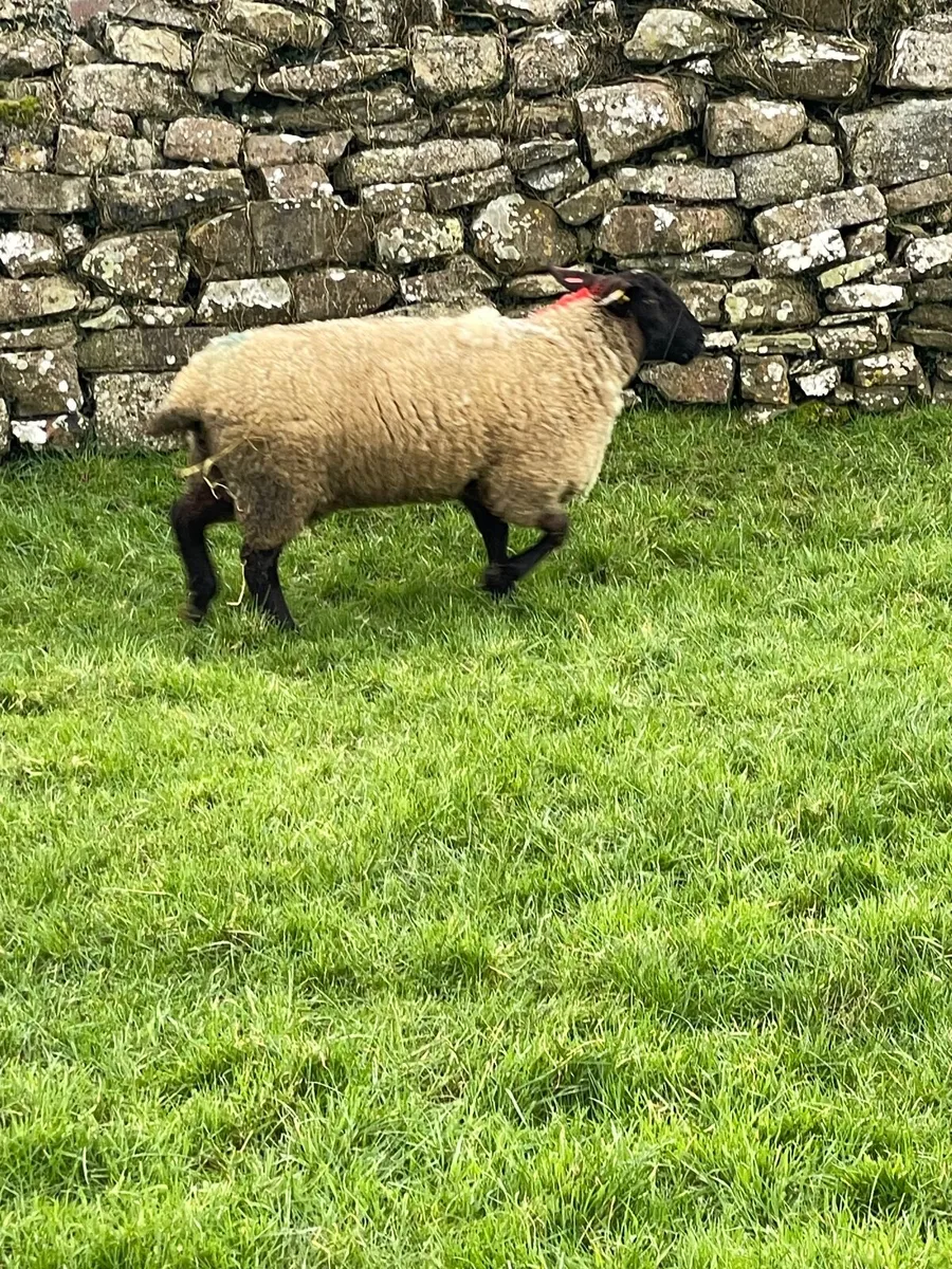 Foster ewe - Image 1