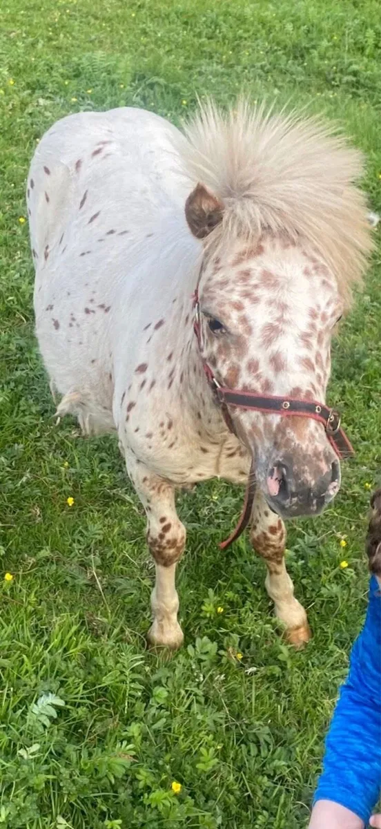 Spotted pony - Image 3