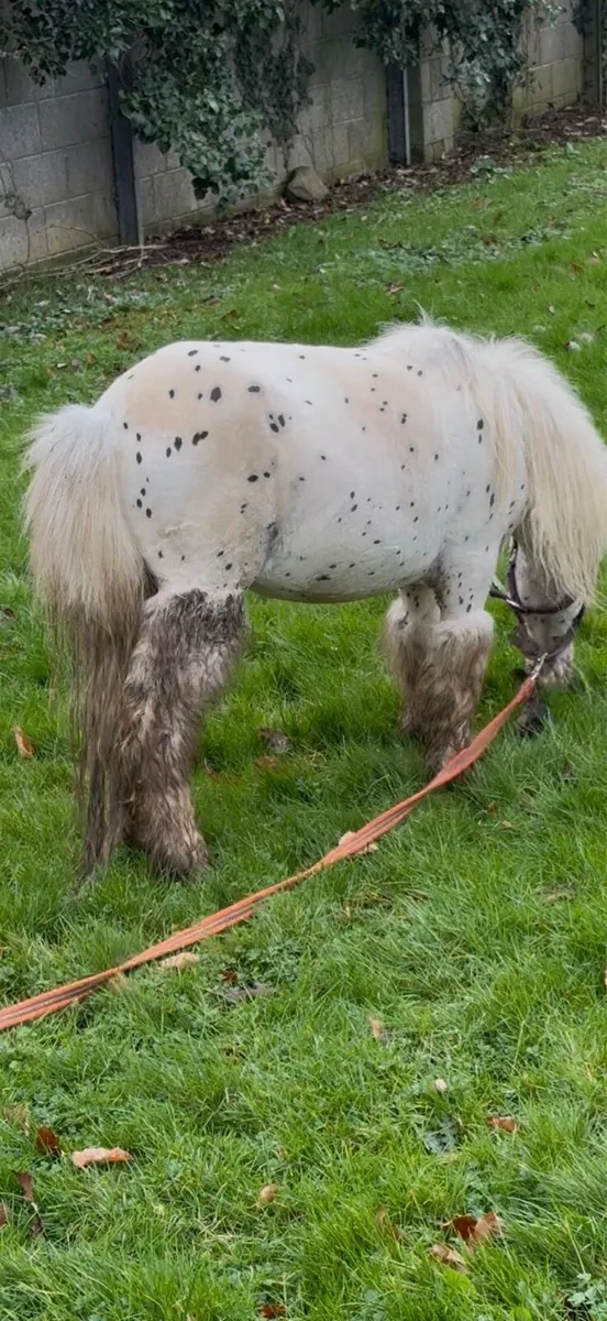 Spotted pony - Image 4