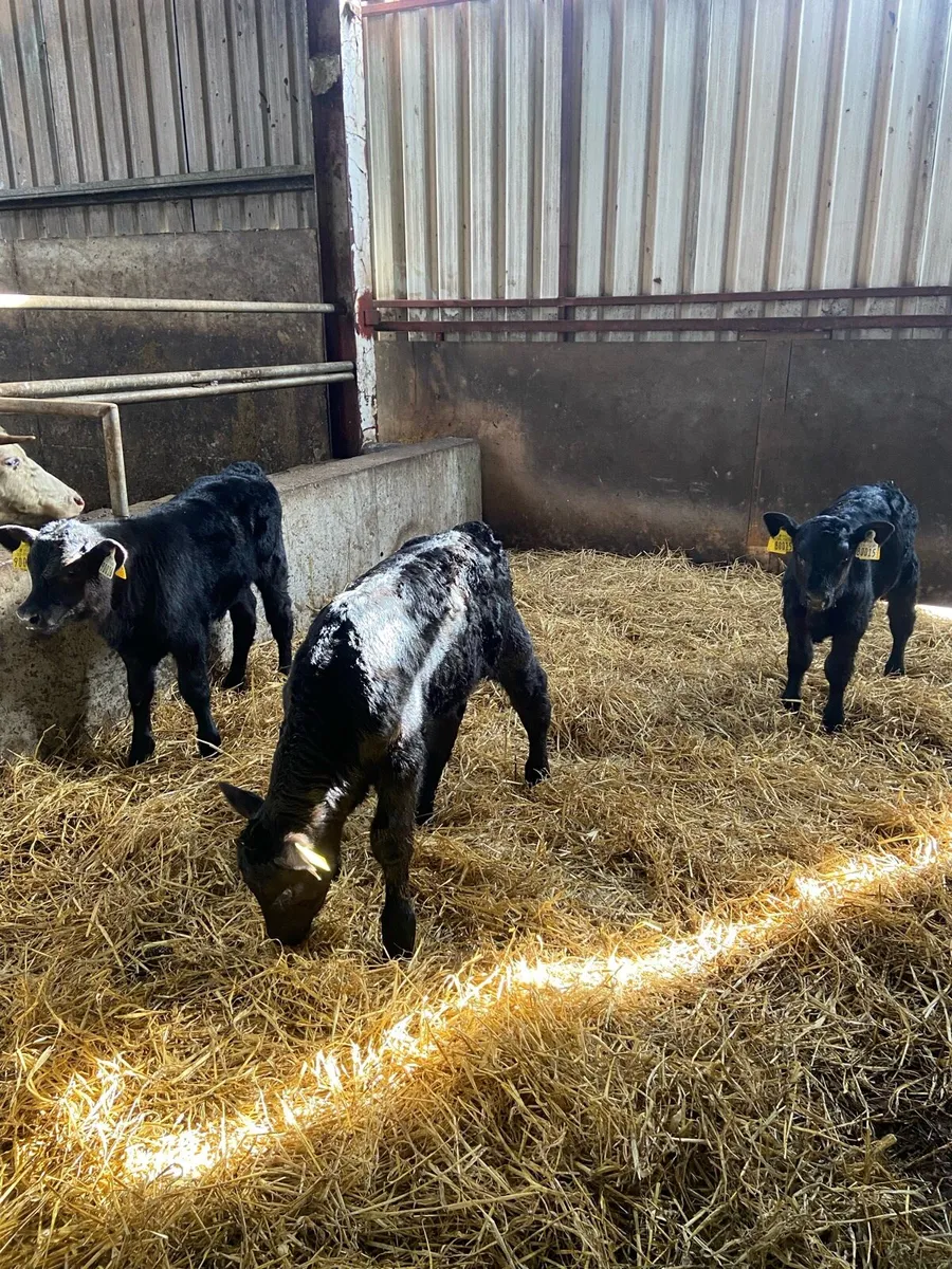 3 aa calves - Image 2
