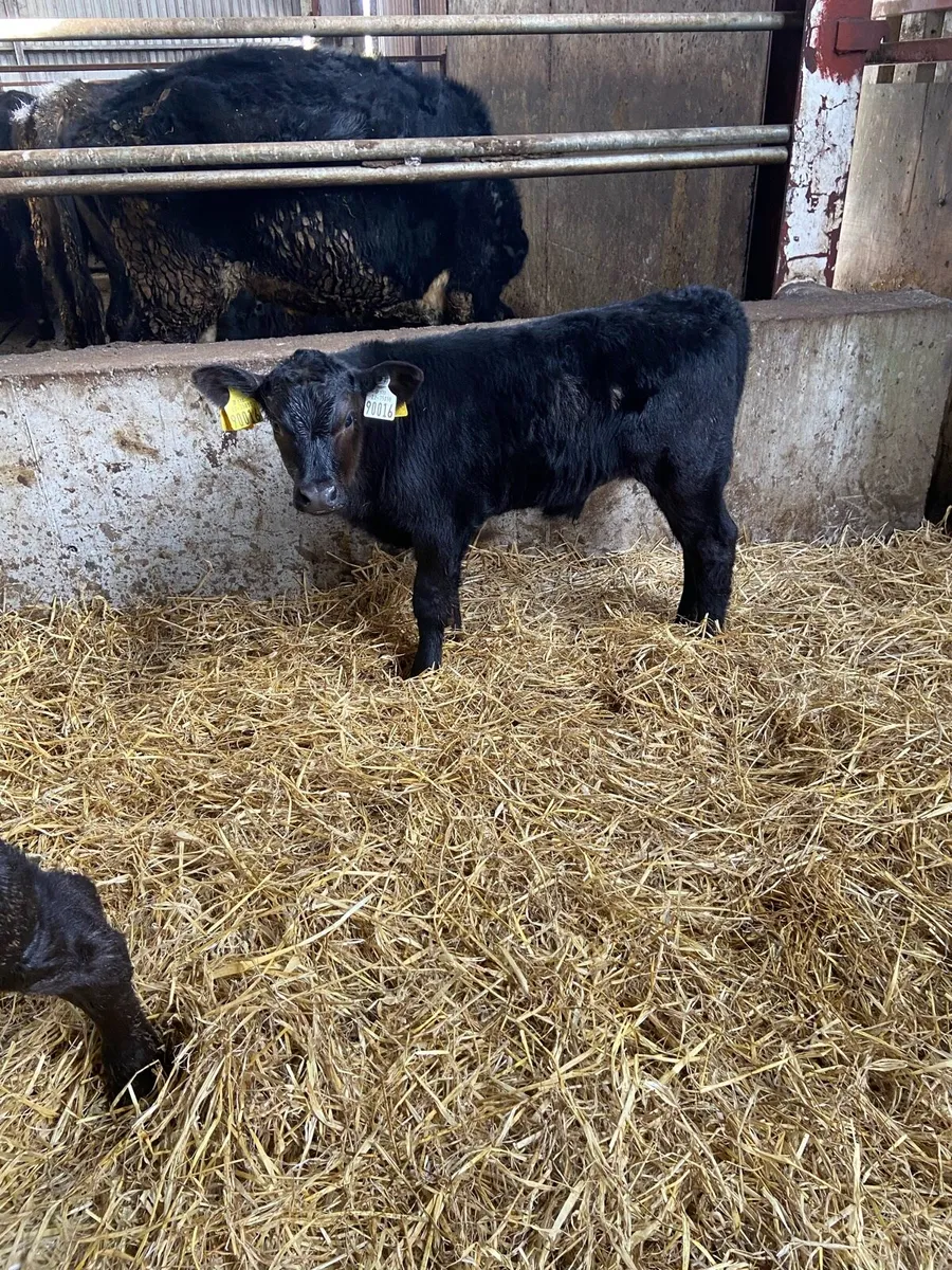 3 aa calves - Image 4