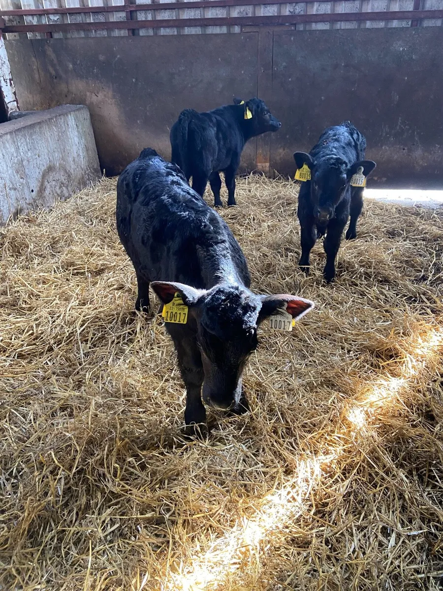 3 aa calves - Image 1