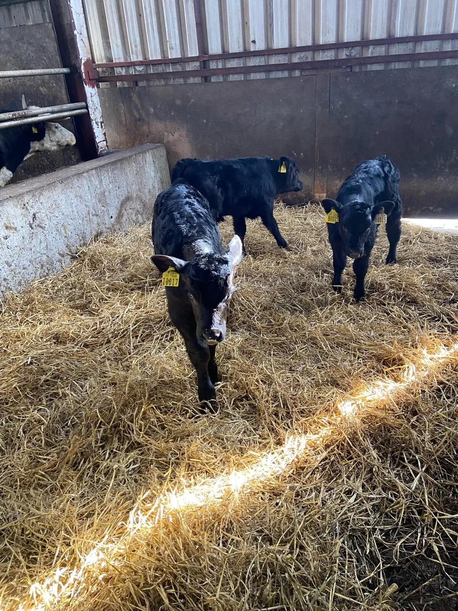 3 aa calves - Image 3