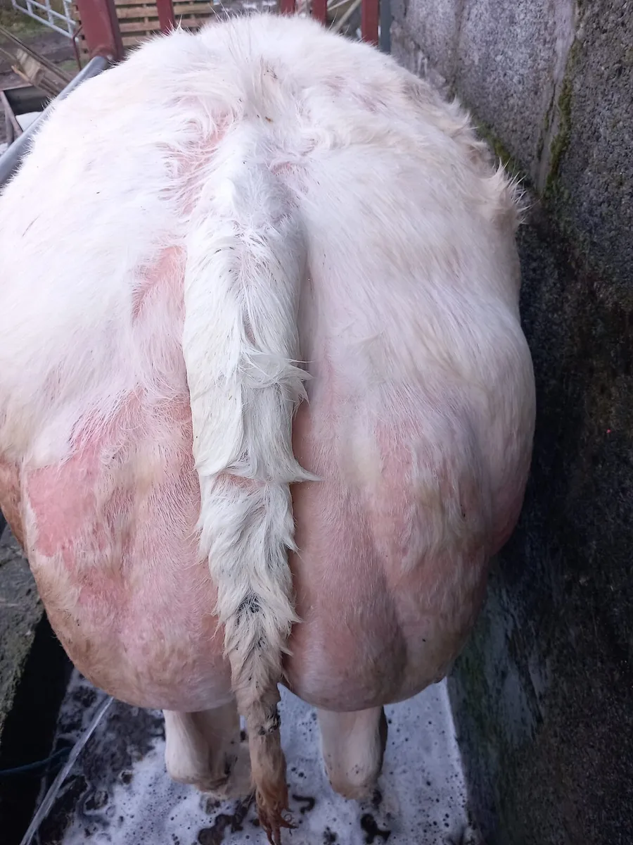 Gort Mart 5th March - Image 2