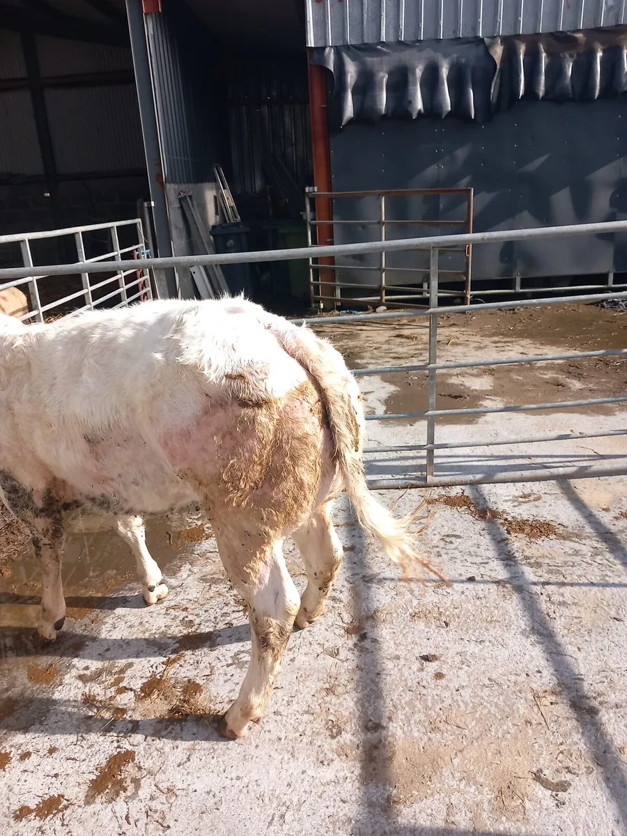 Gort Mart 5th March - Image 1