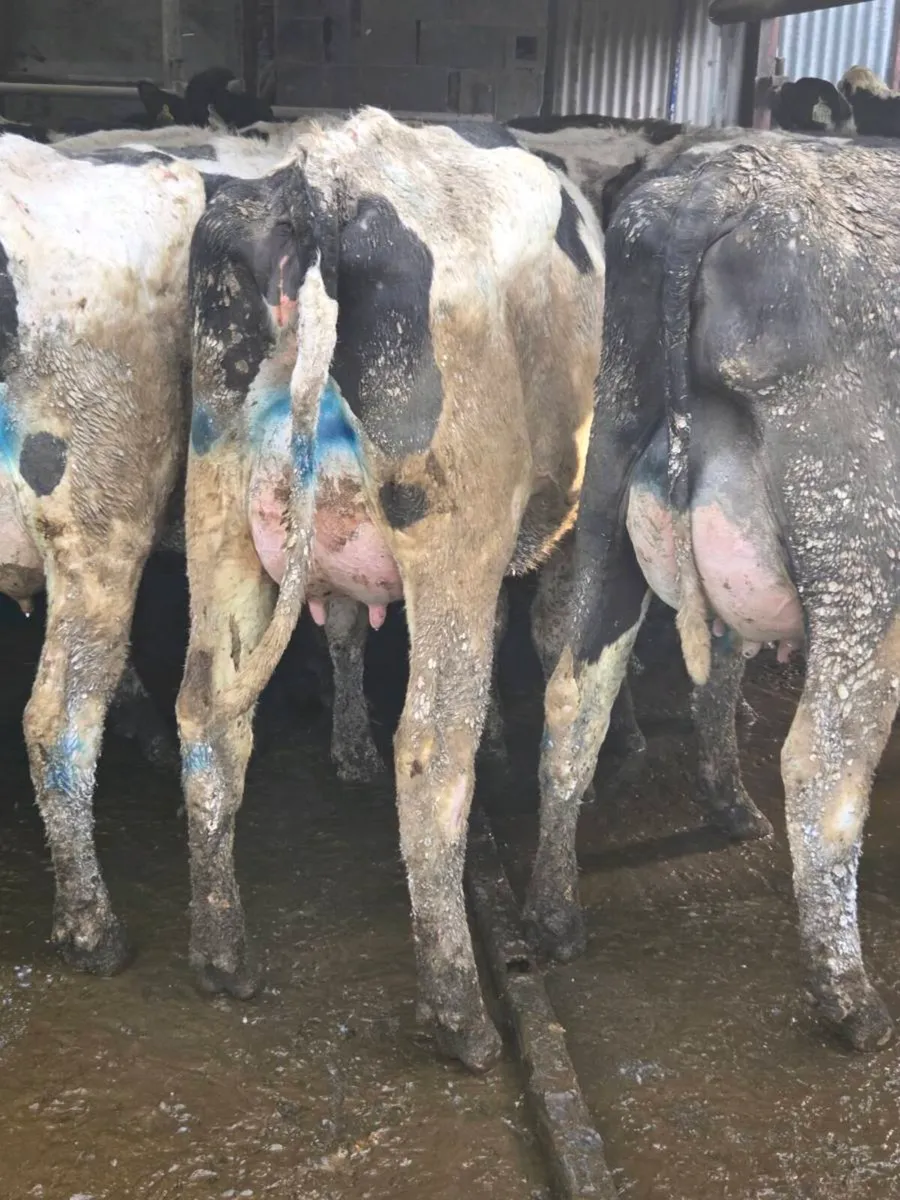 Fresh calved heifers - Image 1