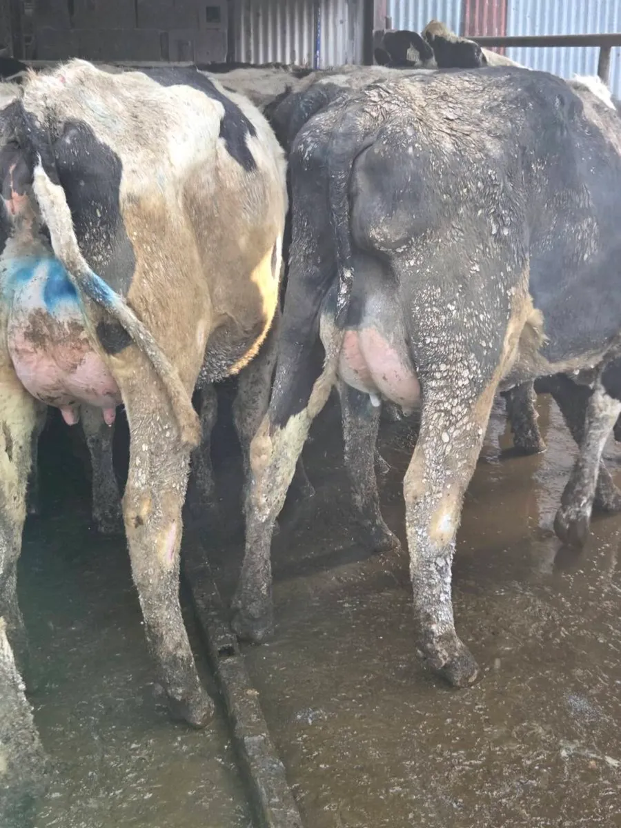 Fresh calved heifers - Image 2