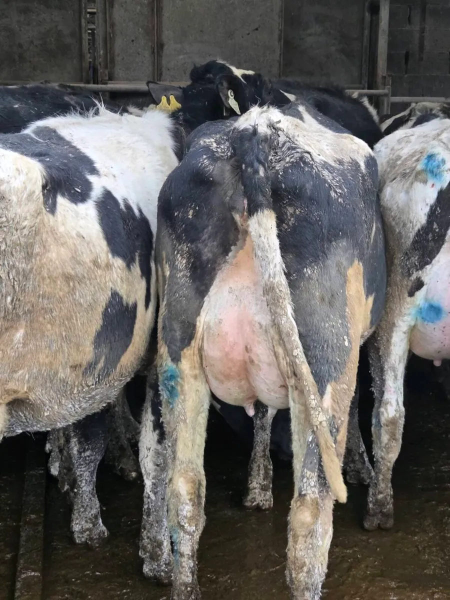 Fresh calved heifers - Image 3