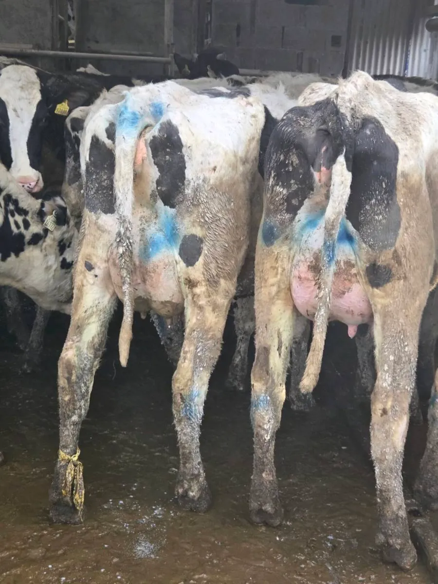 Fresh calved heifers - Image 4