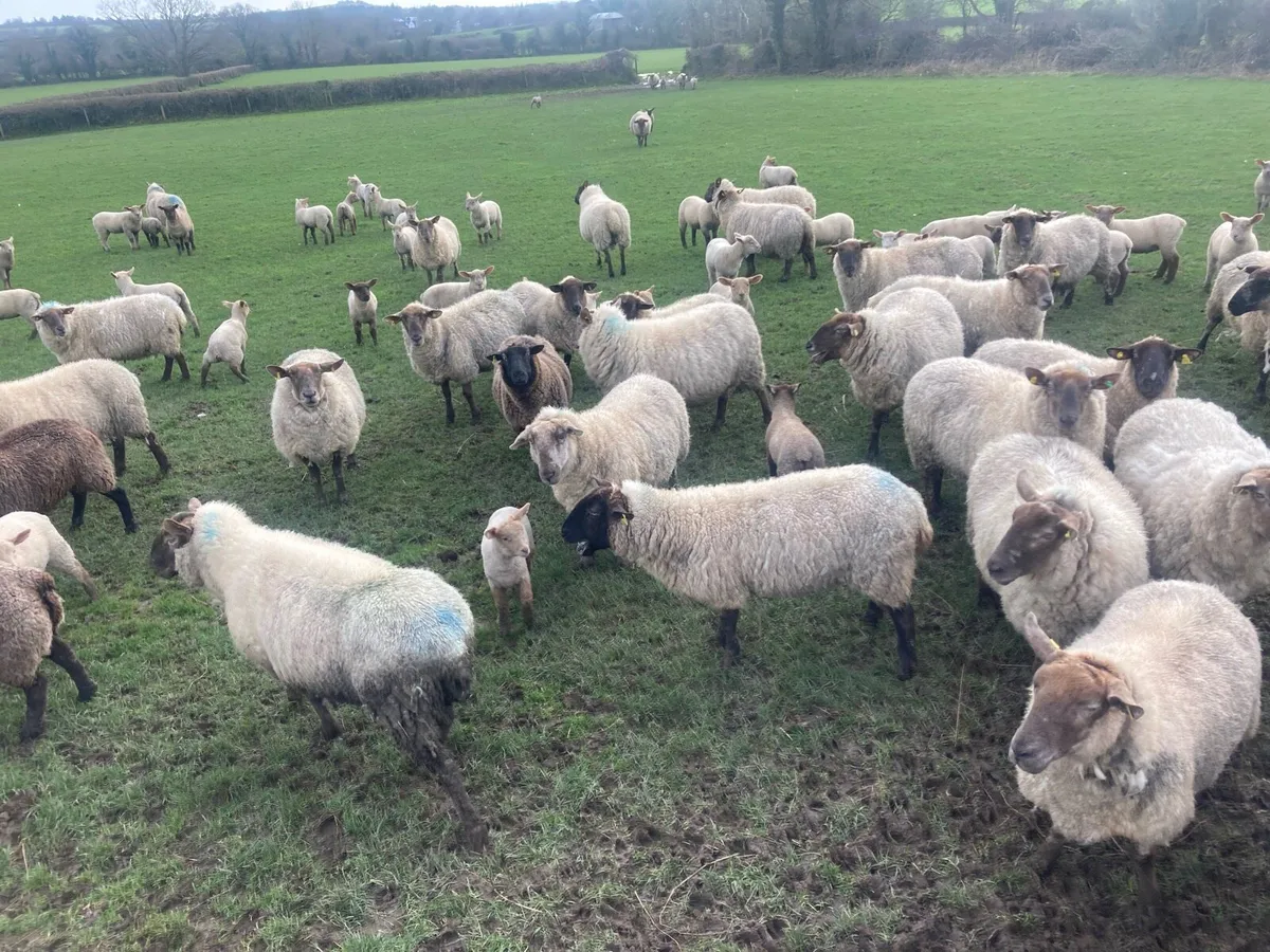 Ewes and lambs - Image 2