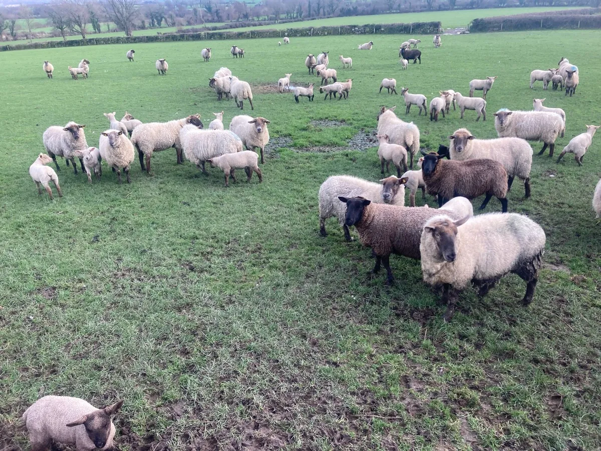 Ewes and lambs - Image 1