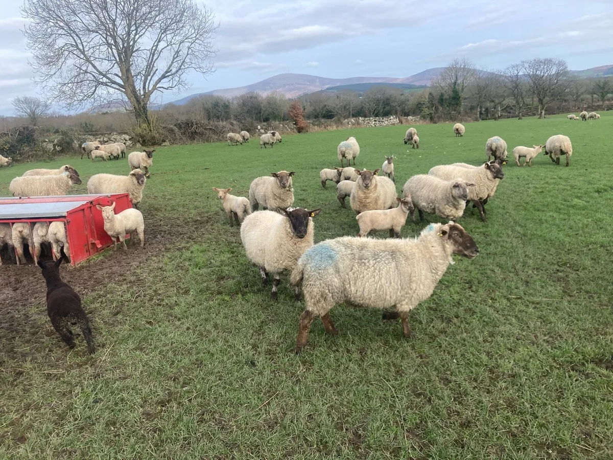 Ewes and lambs - Image 4